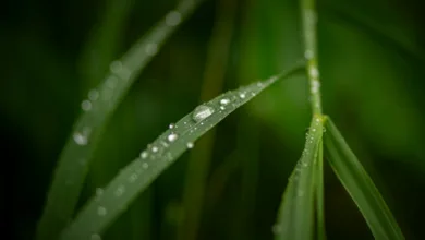 A close up of a green plant with drops of water on it