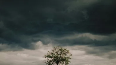 a lone tree in a field under a cloudy sky